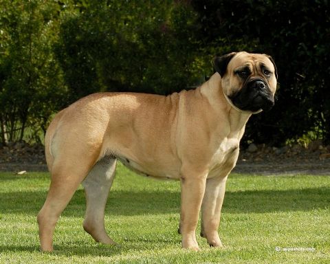 french bull mastiffs